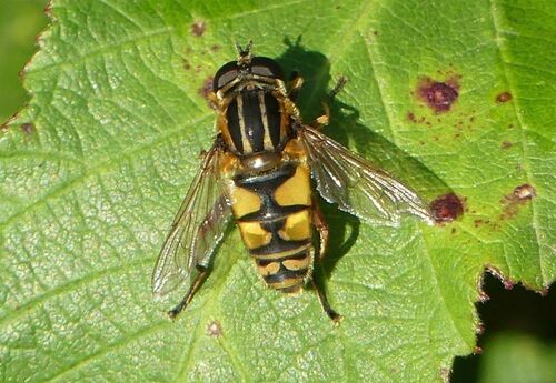 Helophilus pendulus - Photo (c) mediambient_ajelprat, some rights reserved (CC BY-NC)