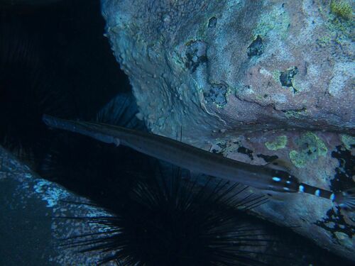 Aulostomus strigosus - Photo (c) xavi salvador costa, some rights reserved (CC BY-NC)