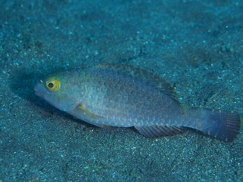 Sparisoma cretense - Photo (c) xavi salvador costa, some rights reserved (CC BY-NC)