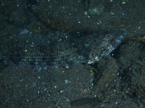 Synodus synodus - Photo (c) xavi salvador costa, some rights reserved (CC BY-NC)