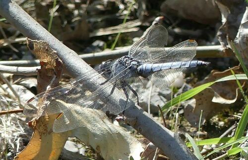 Orthetrum brunneum - Photo (c) mediambient_ajelprat, some rights reserved (CC BY-NC)