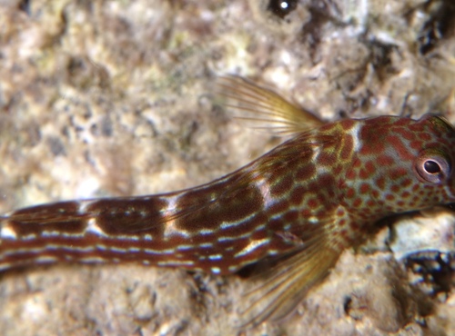 Blenniidae - Photo (c) oriol_d, all rights reserved