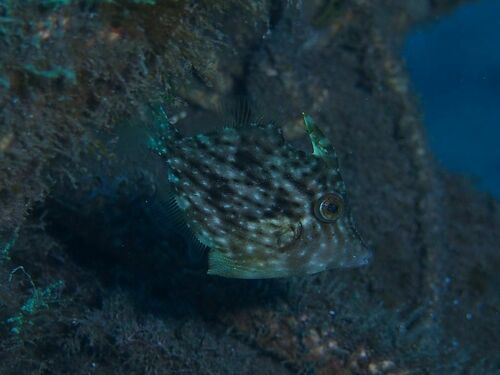 Stephanolepis hispidus - Photo (c) xavi salvador costa, some rights reserved (CC BY-NC)