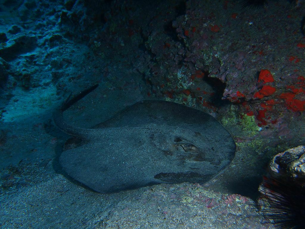 Taeniurops grabatus - Photo (c) xavi salvador costa, some rights reserved (CC BY-NC)