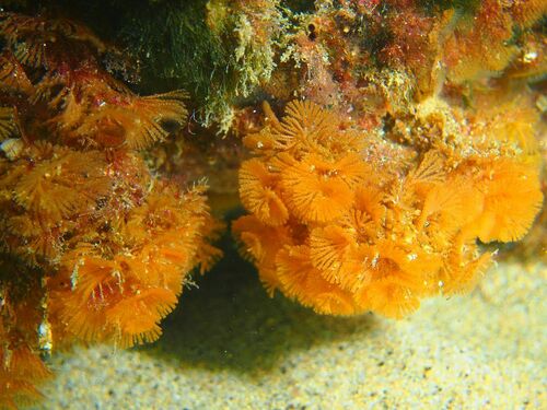 Bugulina turbinata - Photo (c) xavi salvador costa, some rights reserved (CC BY-NC)