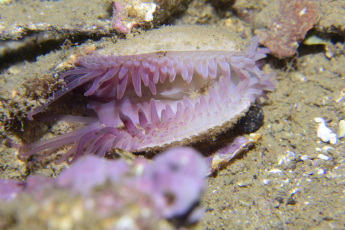 Limaria tuberculata - Photo (c) oriol_d, all rights reserved