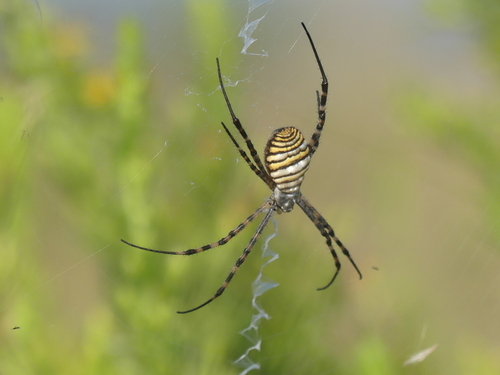 Argiope trifasciata - Photo (c) mediambient_ajelprat, some rights reserved (CC BY-NC)