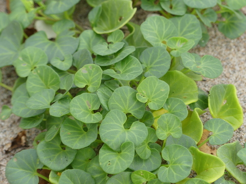 Calystegia soldanella - Photo (c) mediambient_ajelprat, some rights reserved (CC BY-NC)