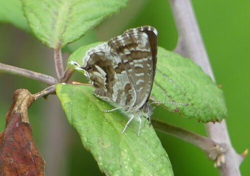 Cacyreus marshalli - Photo (c) mediambient_ajelprat, some rights reserved (CC BY-NC)