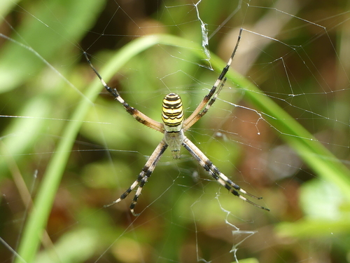 Argiope bruennichi - Photo (c) mediambient_ajelprat, some rights reserved (CC BY-NC)