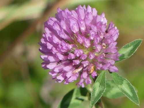 Trifolium pratense - Photo (c) mediambient_ajelprat, some rights reserved (CC BY-NC)
