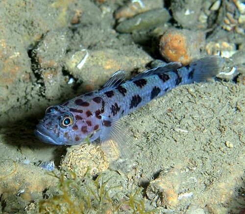 Thorogobius ephippiatus - Photo (c) xavi salvador costa, some rights reserved (CC BY-NC)