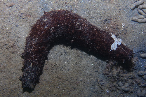 Holothuria - Photo (c) oriol_d, all rights reserved