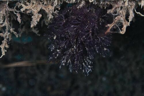 Bugula neritina - Photo (c) xavi salvador costa, some rights reserved (CC BY-NC)