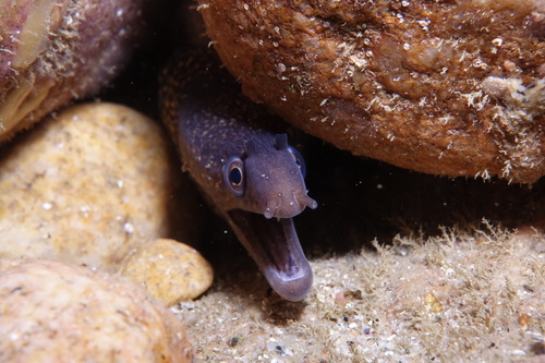 Muraena helena - Photo (c) oriol_d, all rights reserved