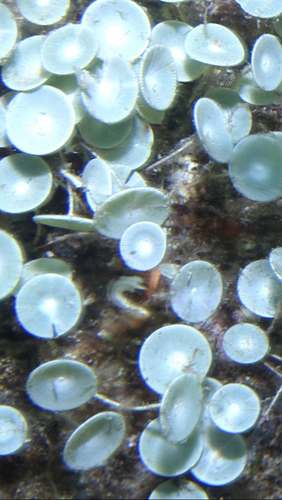 Acetabularia acetabulum - Photo (c) oriol_d, all rights reserved