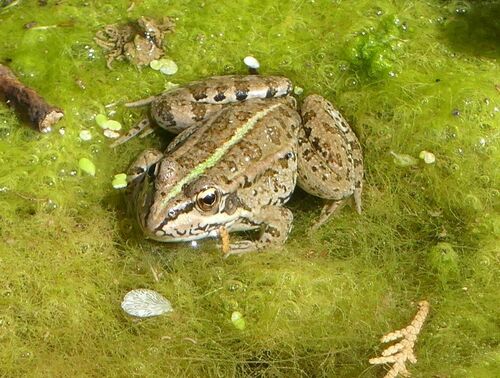 Pelophylax perezi - Photo (c) mediambient_ajelprat, some rights reserved (CC BY-NC)