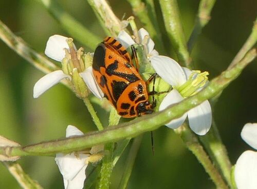 Eurydema ventralis - Photo (c) mediambient_ajelprat, some rights reserved (CC BY-NC)