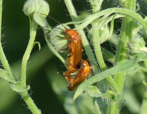 Rhagonycha fulva - Photo (c) mediambient_ajelprat, some rights reserved (CC BY-NC)