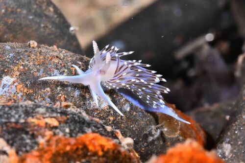 Facelina vicina - Photo (c) xavi salvador costa, some rights reserved (CC BY-NC)