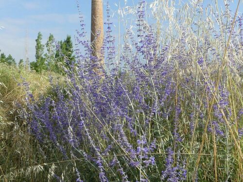 Perovskia atriplicifolia - Photo (c) mediambient_ajelprat, some rights reserved (CC BY-NC)