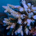 Acropora hemprichii - Photo (c) Berta Companys Oliva, some rights reserved (CC BY-NC), uploaded by Berta Companys Oliva