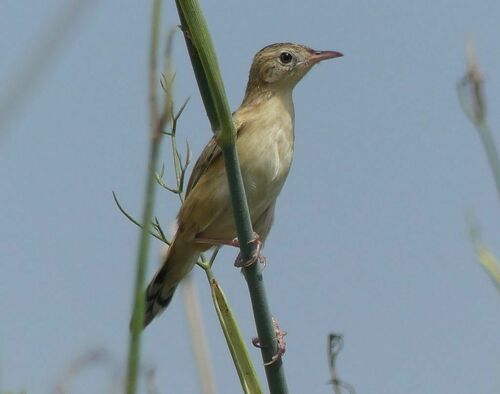 Cisticola juncidis - Photo (c) mediambient_ajelprat, some rights reserved (CC BY-NC)