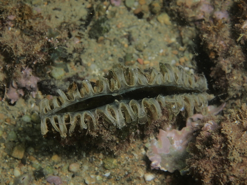 Pinna nobilis - Photo (c) xavi salvador costa, some rights reserved (CC BY-NC)