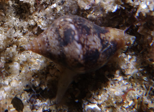 Columbella rustica - Photo (c) oriol_d, all rights reserved