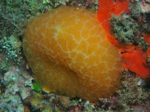 Aplidium conicum - Photo (c) xavi salvador costa, some rights reserved (CC BY-NC)