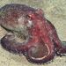 Amphioctopus burryi - Photo (c) xavi salvador costa, some rights reserved (CC BY-NC), uploaded by xavi salvador costa