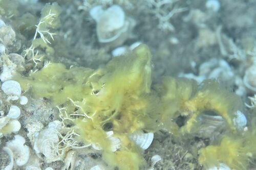 Acinetospora crinita - Photo (c) xavi salvador costa, some rights reserved (CC BY-NC)