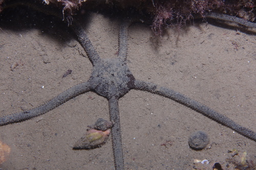 Ophioderma longicauda - Photo (c) oriol_d, all rights reserved