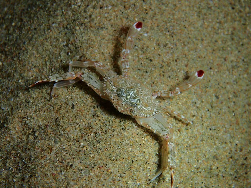 Achelous hastatus - Photo (c) xavi salvador costa, some rights reserved (CC BY-NC)