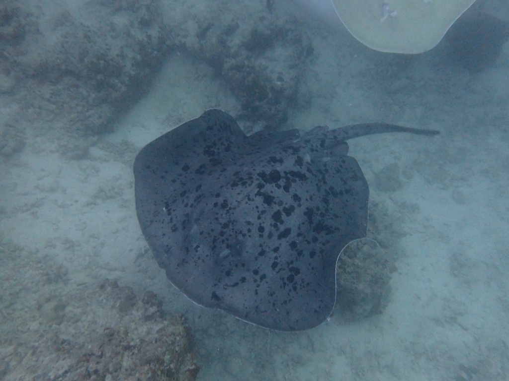 Taeniurops - Photo (c) Edu Alcaniz, some rights reserved (CC BY-NC), uploaded by Edu Alcaniz