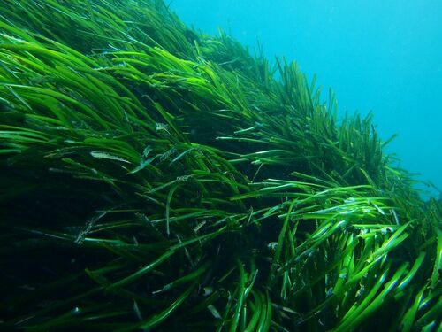 Posidonia oceanica - Photo (c) xavi salvador costa, some rights reserved (CC BY-NC)