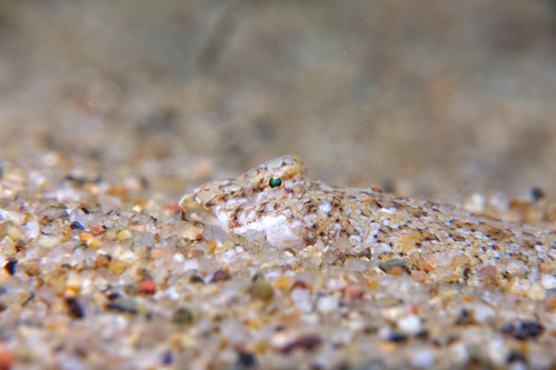 Callionymus pusillus - Photo (c) oriol_d, all rights reserved