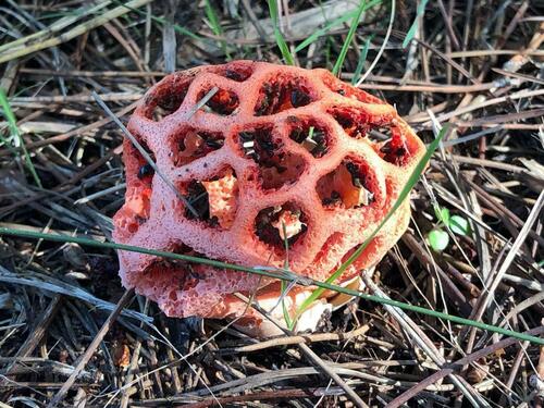 Clathrus ruber - Photo (c) Pau Esteban, some rights reserved (CC BY-NC)