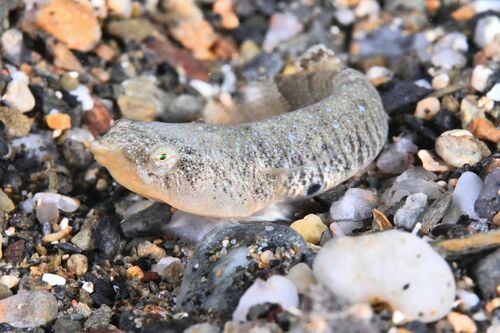 Diplecogaster bimaculata - Photo (c) xavi salvador costa, some rights reserved (CC BY-NC)