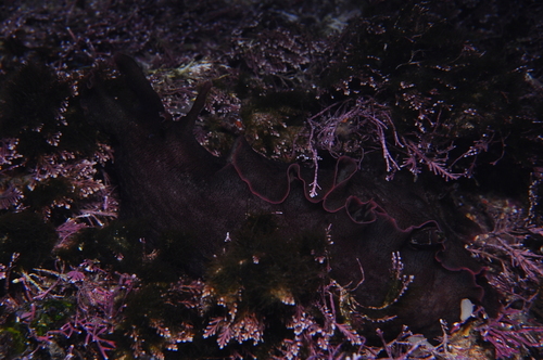 Aplysia fasciata - Photo (c) xavi salvador costa, some rights reserved (CC BY-NC)