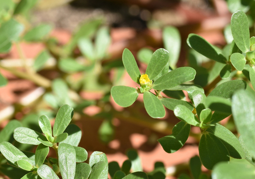 Portulaca oleracea - Photo (c) Pau Esteban, some rights reserved (CC BY-NC)