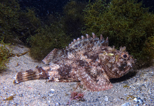 Scorpaena porcus - Photo (c) oriol_d, all rights reserved