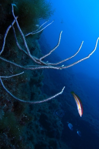 Eunicella singularis - Photo (c) oriol_d, all rights reserved