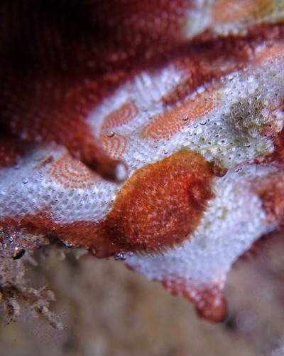 Atalodoris neapolitana - Photo (c) oriol_d, all rights reserved