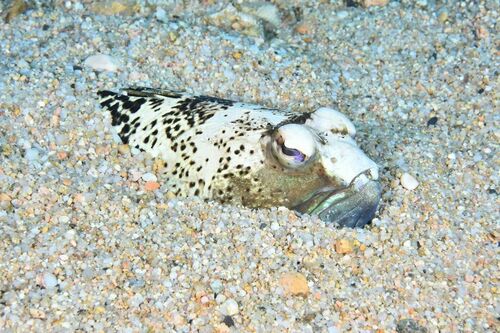 Trachinus radiatus - Photo (c) xavi salvador costa, some rights reserved (CC BY-NC)