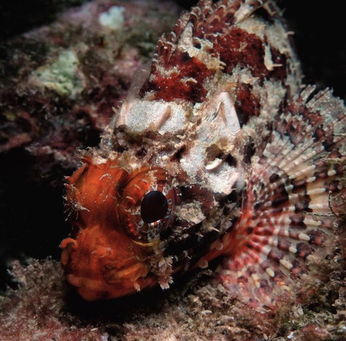 Scorpaena notata - Photo (c) oriol_d, all rights reserved