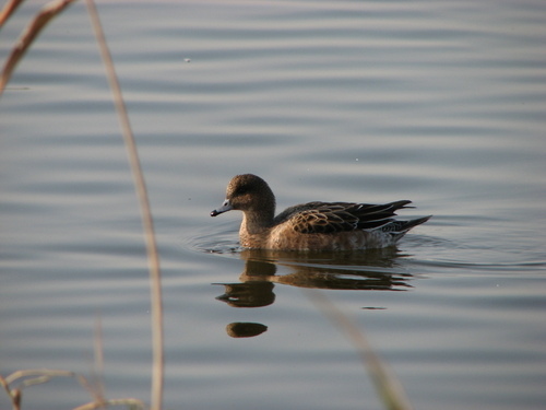 Anas penelope - Photo (c) Pau Esteban, some rights reserved (CC BY-NC)