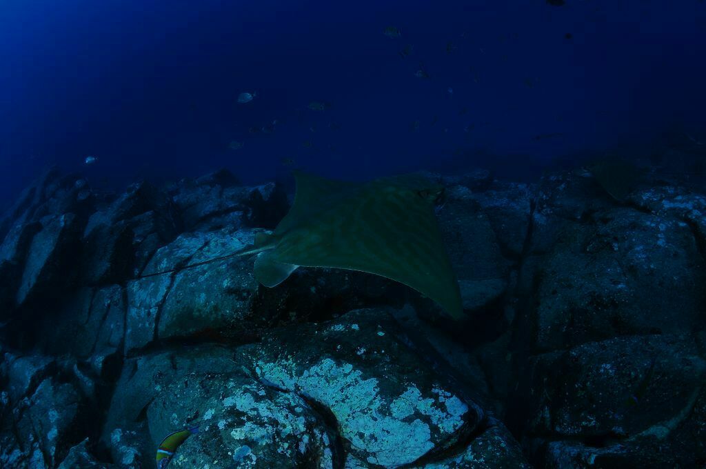 Aetomylaeus bovinus - Photo (c) xavi salvador costa, some rights reserved (CC BY-NC)