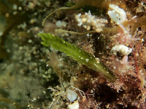 Caulerpa mexicana - Photo (c) xavi salvador costa, some rights reserved (CC BY-NC)