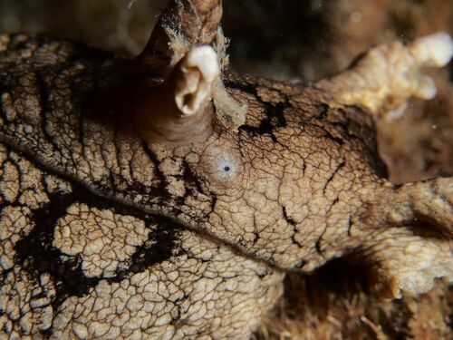 Aplysia dactylomela - Photo (c) xavi salvador costa, some rights reserved (CC BY-NC)